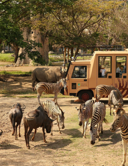 精彩活動二選一(Bali Safari野生動物園或藍夢島海上樂園)→孩子最愛的義大利麵+招待冰淇淋一球
