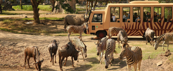 精彩活動二選一(Bali Safari野生動物園+峇里島鳥園公園下午茶或藍夢島海上樂園)→港式料理吃到飽
