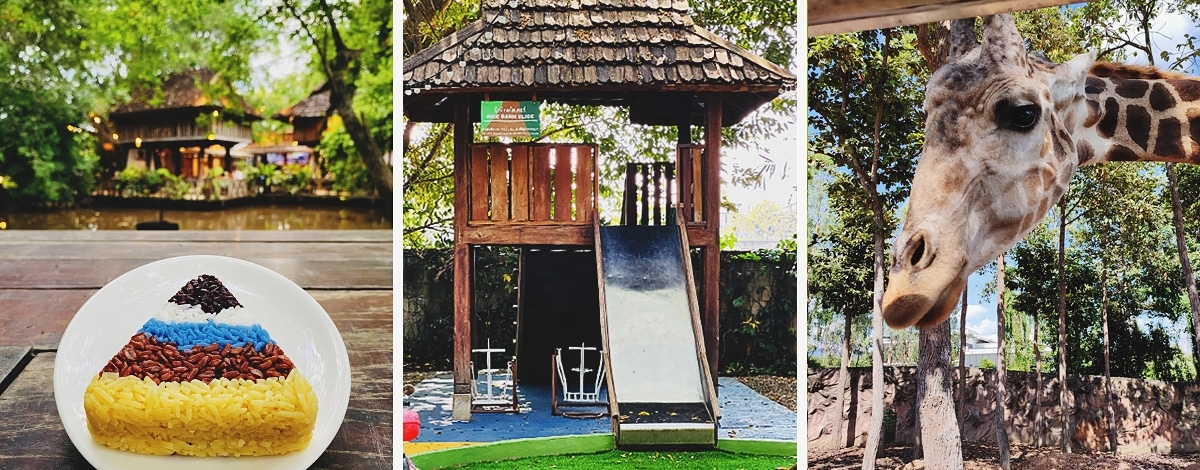 台北→清邁→米娜五色飯糰餐廳(設有兒童遊戲區)→飯店Check in→清邁夜間動物園+遊園車+園內表演秀→世界前十大黑森林餐廳