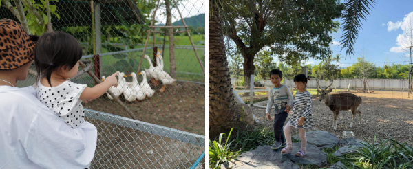 親子農場半日遊(木炭窯烤披薩DIY、西式風味餐、迷你動物園、餵食紐西蘭羊、遊樂場)→露營燒烤日落BBQ+動物連線賓果