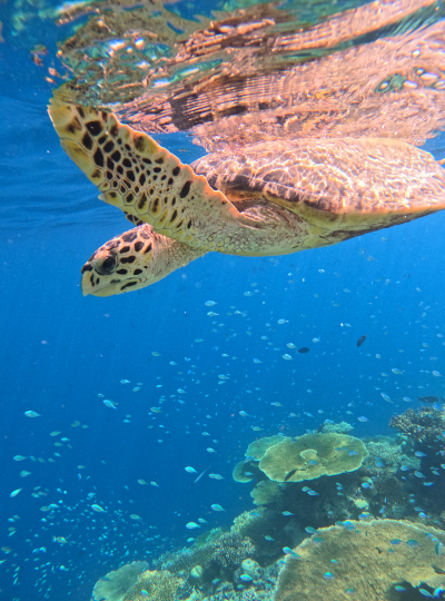經典半日出海行程(雙環礁浮潛點/活動午餐)→返回島上自由散策→酒店內享用晚餐
