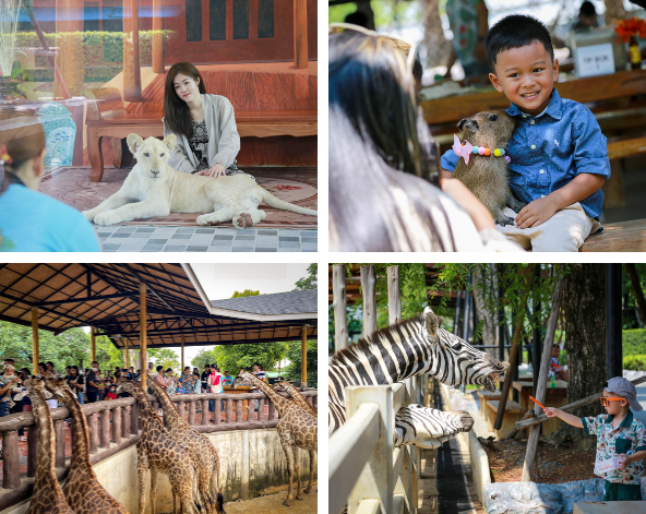 DAY2:小小探險家~大城動物園→田園風景咖啡廳(泰式風格發呆亭/專屬兒童嘟嘟小火車/小網美鞦韆)→喬德拉差達夜市
