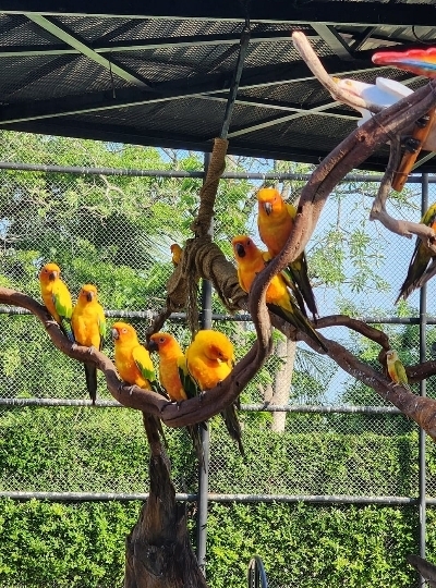 Day2 小小探險家~大城動物園→田園風景咖啡廳(泰式風格發呆亭/專屬兒童嘟嘟小火車/小網美鞦韆)→森林系泰式餐廳