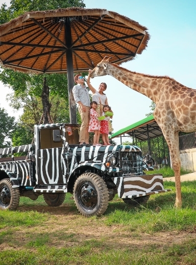 Day2 小小探險家~大城動物園→田園風景咖啡廳(泰式風格發呆亭/專屬兒童嘟嘟小火車/小網美鞦韆)→森林系泰式餐廳