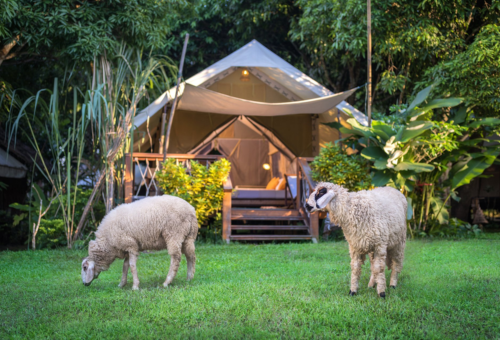 #曼谷+北碧【寒假親子團歡樂五日遊】大城動物園、童話小鎮、營火晚會、五星飯店 #曼谷+北碧【寒假親子團歡樂五日遊】大城動物園、童話小鎮、營火晚會、五星飯店