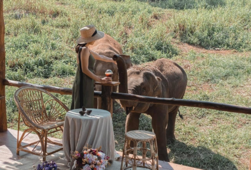 【清邁暑期親子團】清嘟美邁 夜間限定動物園、親子農場窯烤DIY、入住五星美利亞渡假村【團體旅遊五日】