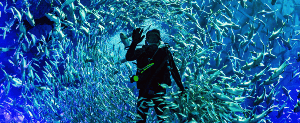 珍珠奇幻樂園 (粉色夢幻城堡、摩天輪、巨型海龜水族館、必看Once閉園秀)→大世界越式風味餐