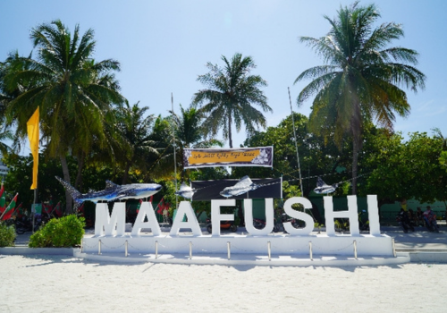 經典出海 護士鯊&魟魚共遊、海豚巡弋、無人島沙洲 (活動午餐)→稍做休息→飯店晚餐