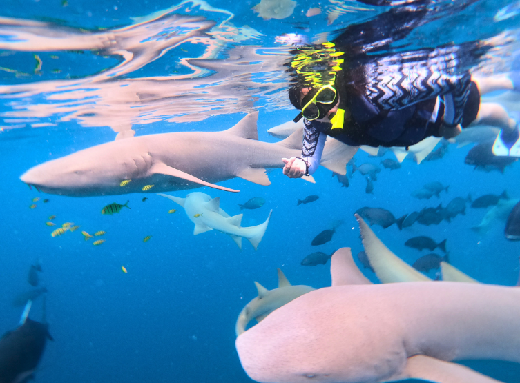 經典出海 護士鯊&魟魚共遊、海豚巡弋、無人島沙洲 (活動午餐)→稍做休息→飯店晚餐