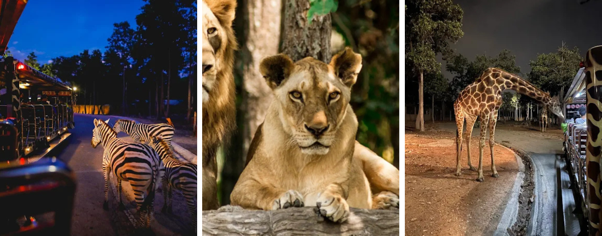 台北→清邁→米娜五色飯糰餐廳(設有兒童遊戲區)→飯店Check in→清邁夜間動物園+遊園車+園內表演秀→世界前十大黑森林餐廳