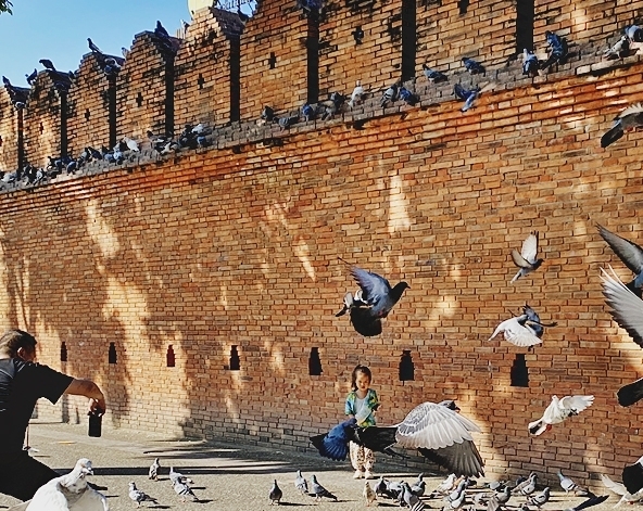 嘟嘟車遊覽古城(塔佩門、柴迪隆寺、帕辛寺、水果街)→清邁女子監獄餐廳→大象互動咖啡廳(贈送一人一籃香蕉)→尼曼商圈自由逛街＆必比登推薦餐廳 Ginger Farm Kitchen